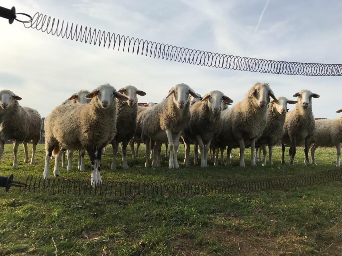 Farm stay Tourist Farm Artisek Store